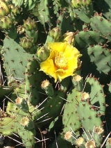 Eastern Prickly Pear Cactus in bloom